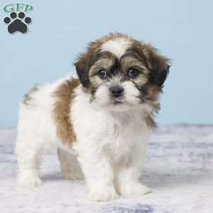 Cooper, Teddy Bear Puppy